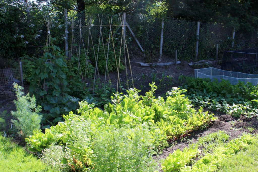 Moestuin aanleggen schaduw