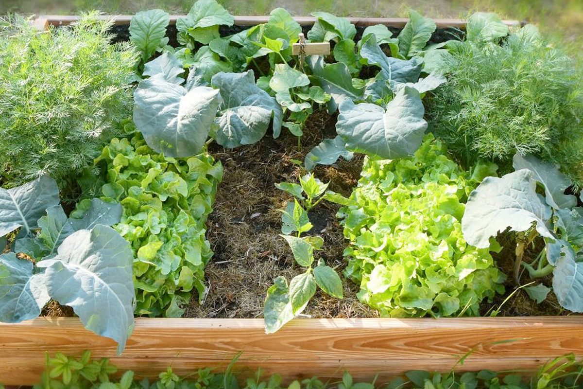 Moestuin aanleggen tips