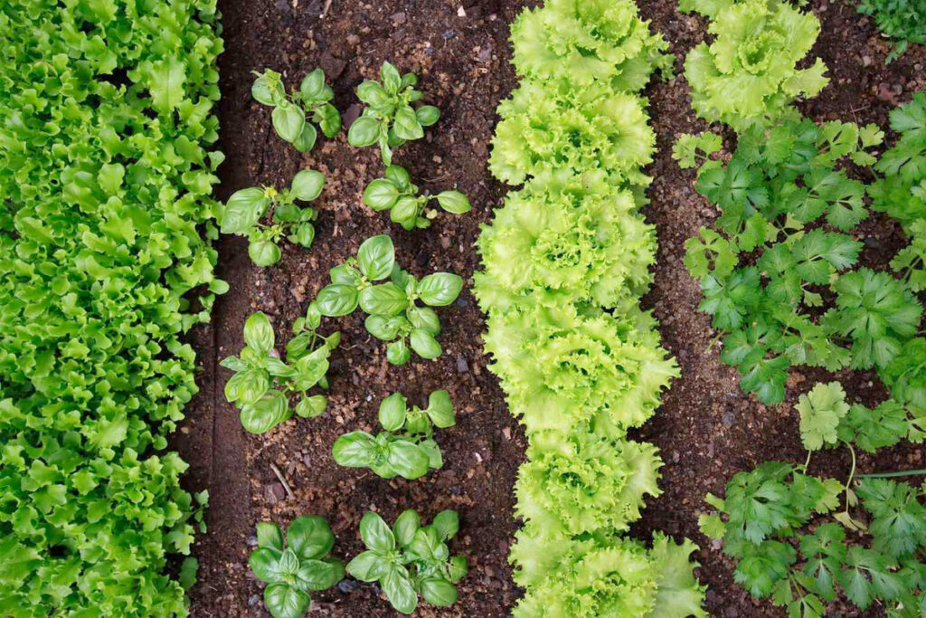 Moestuin aanleggen tips