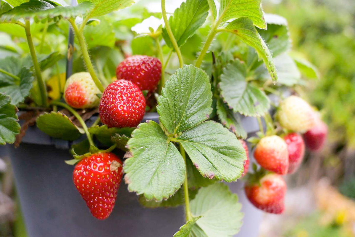 Moestuin aardbeien