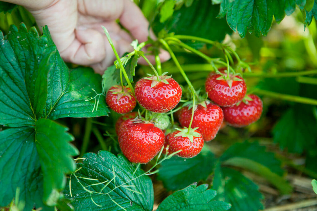 Moestuin aardbeien