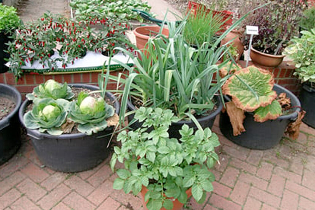 Moestuin beginnen in bakken