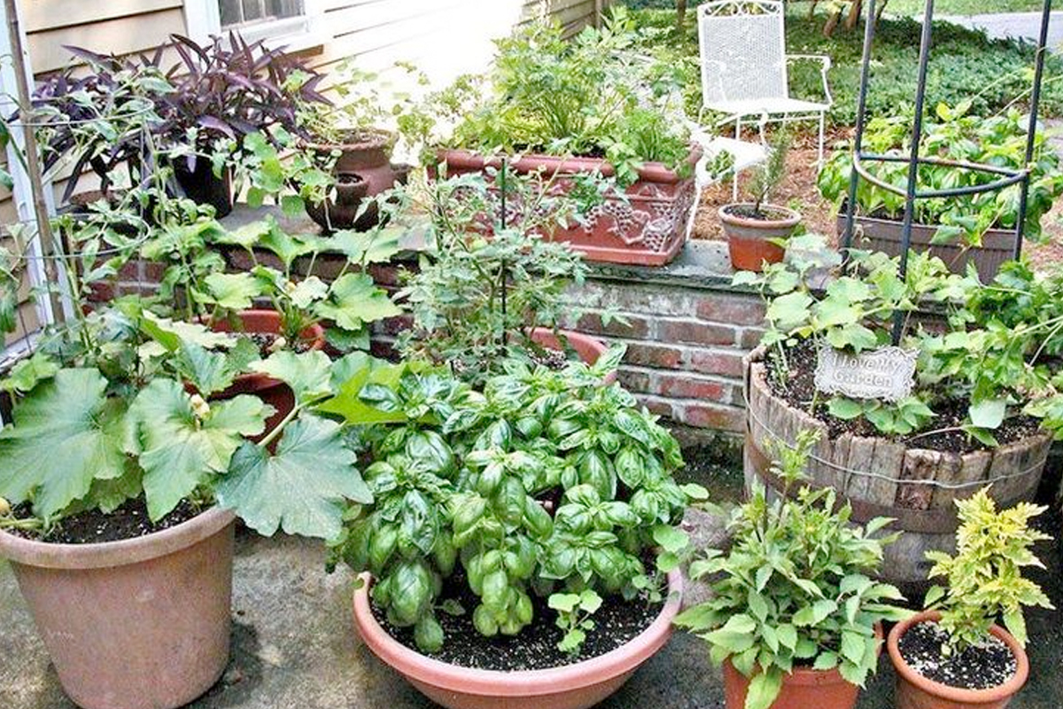 Moestuin beginnen in bakken