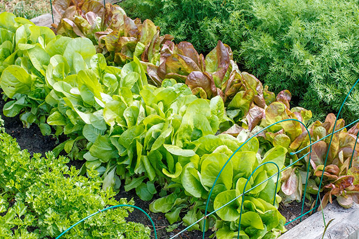 Moestuin beginnen in oktober