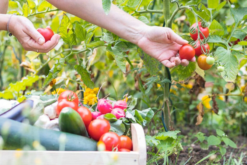 Moestuin beginnen in oktober