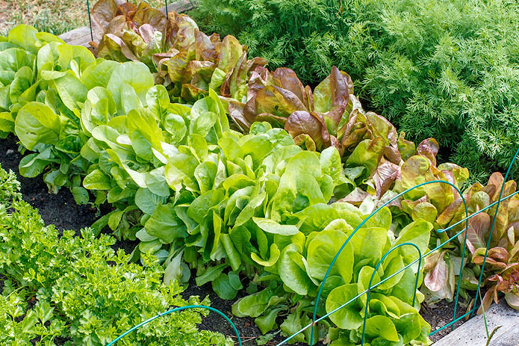 Moestuin beginnen stap voor stap