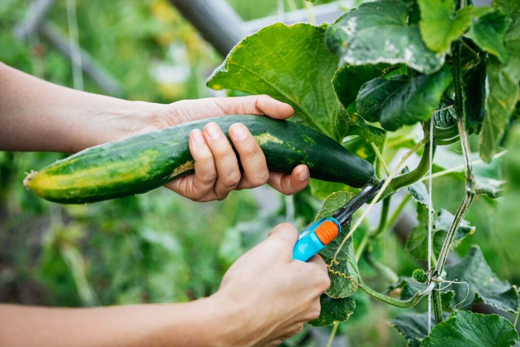 Een moestuin voor beginners