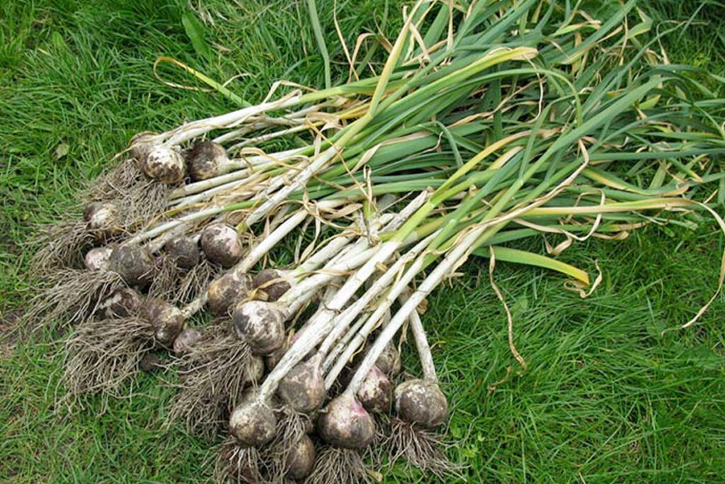 Oogsten knoflook