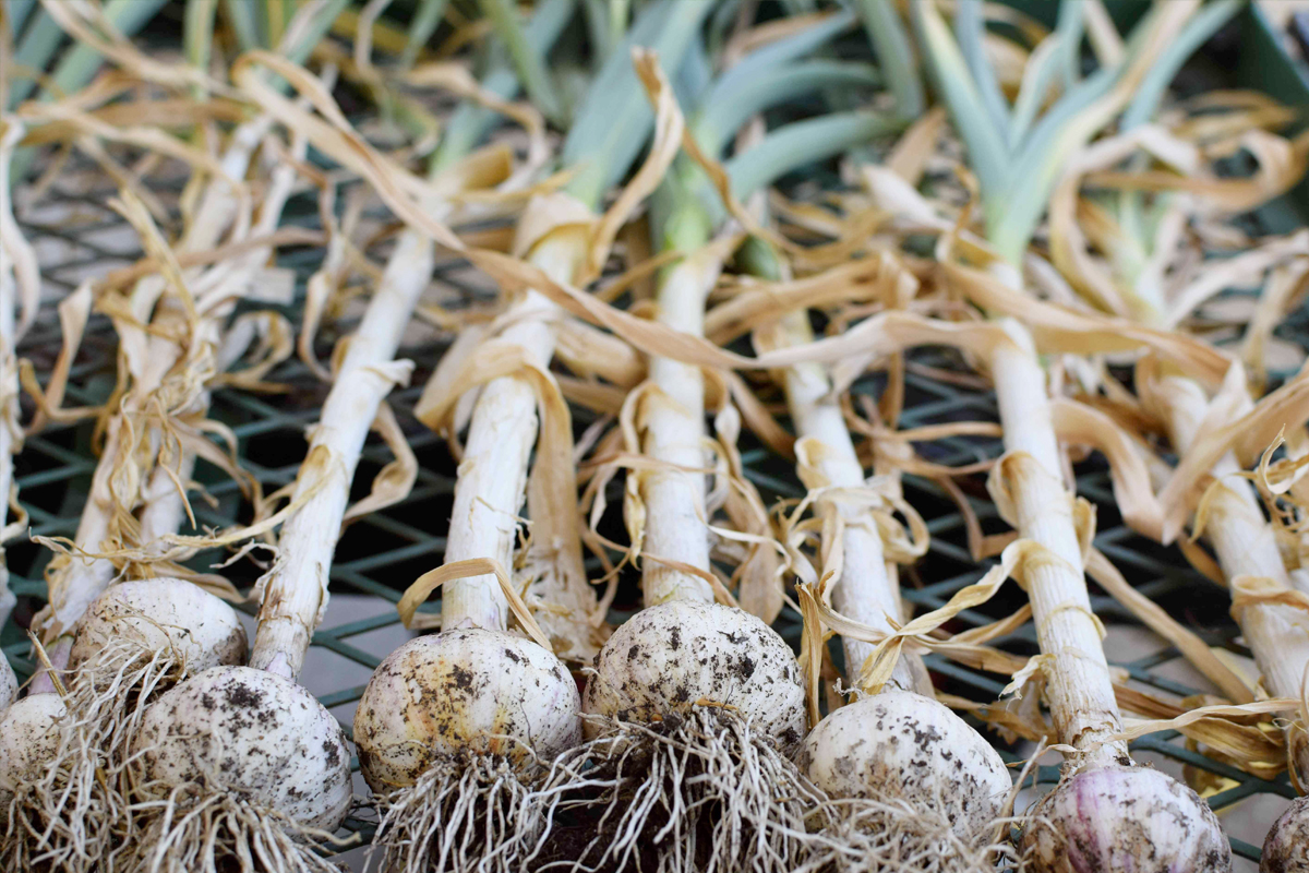 Oogsten knoflook