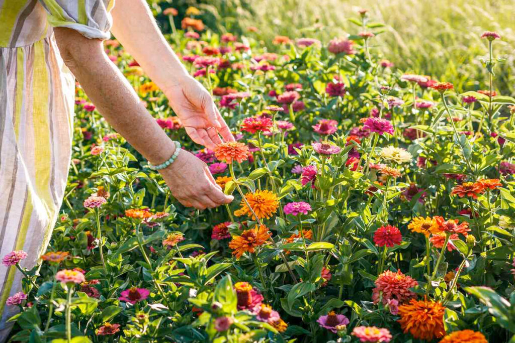 Plukbloemen uit eigen tuin