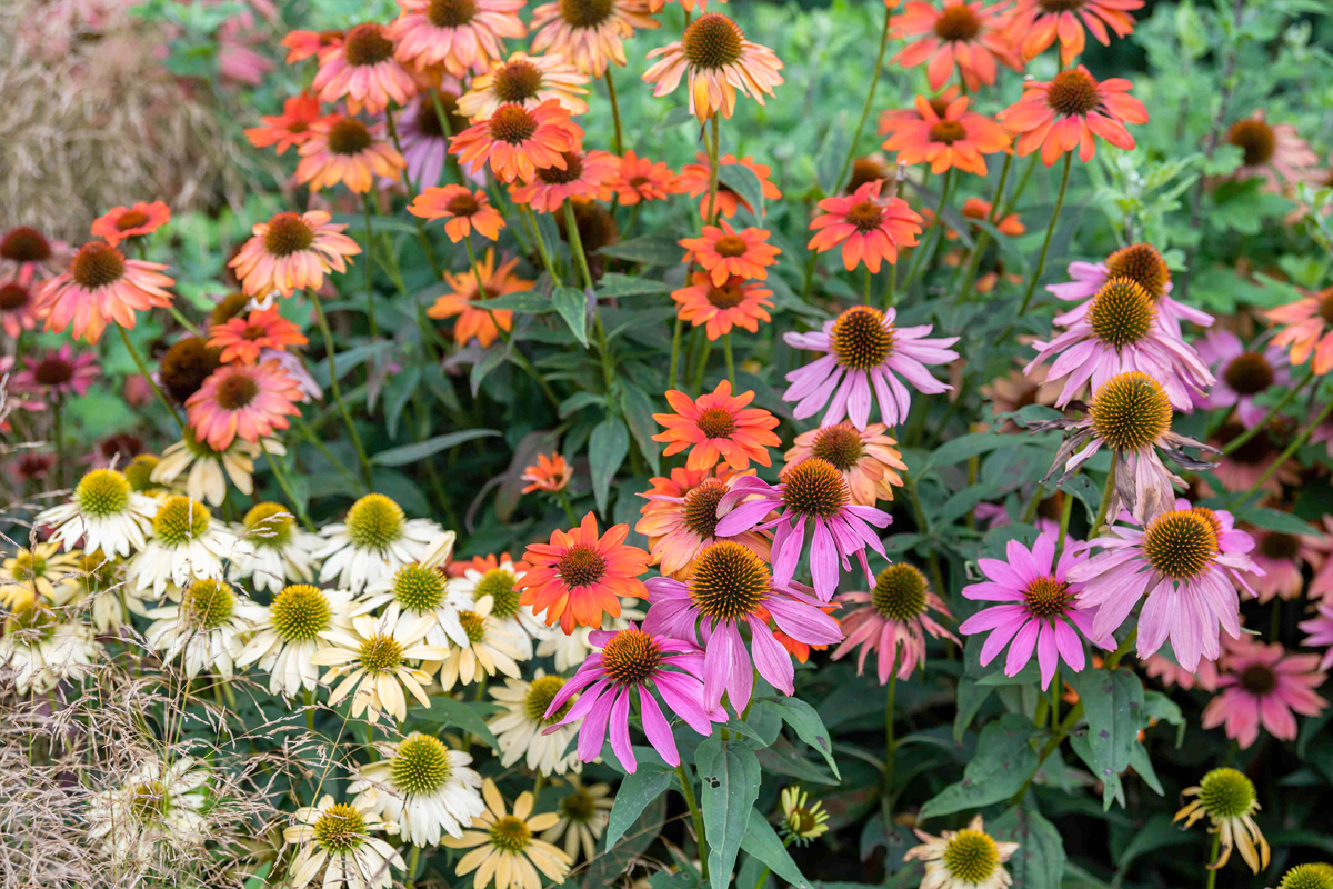 Plukbloemen uit eigen tuin