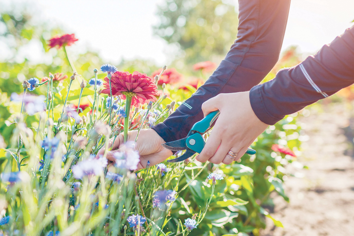 Plukbloemen zaden