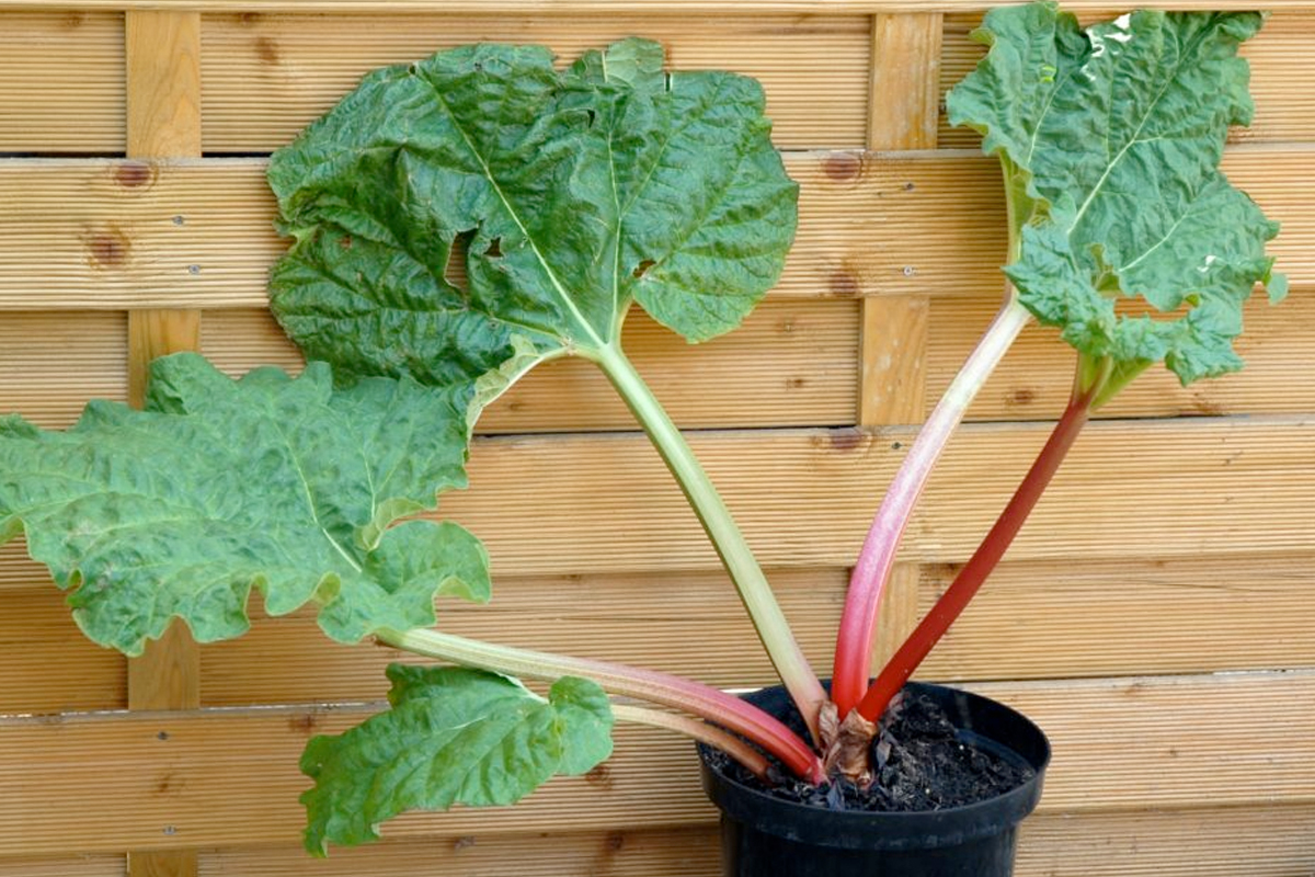 Rabarber wanneer planten