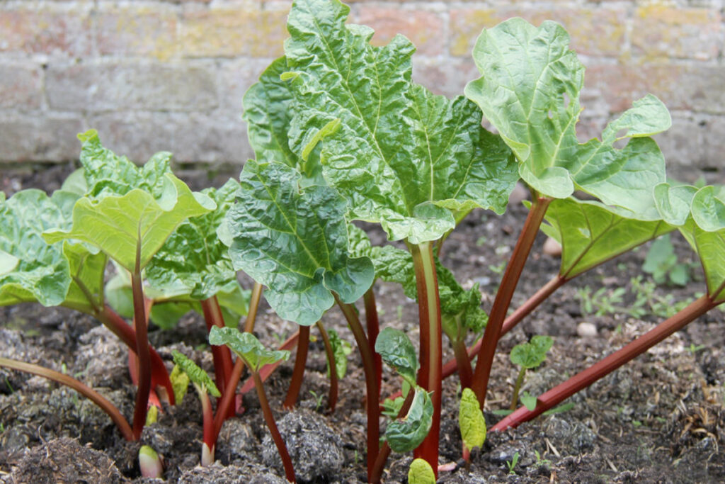Rabarber wanneer planten