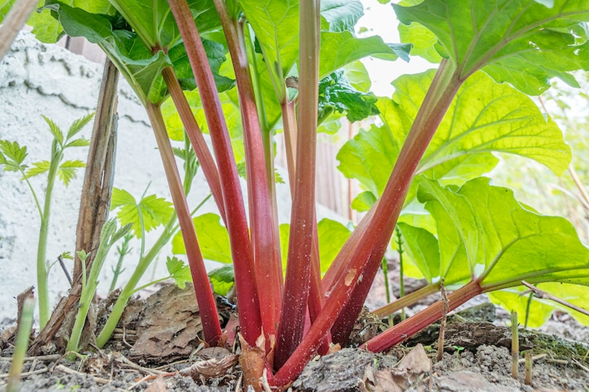 Rabarberplant planten