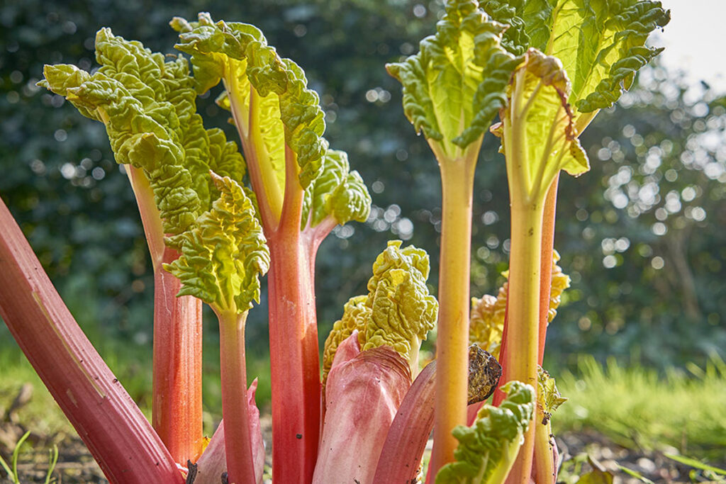 Rabarberplant planten