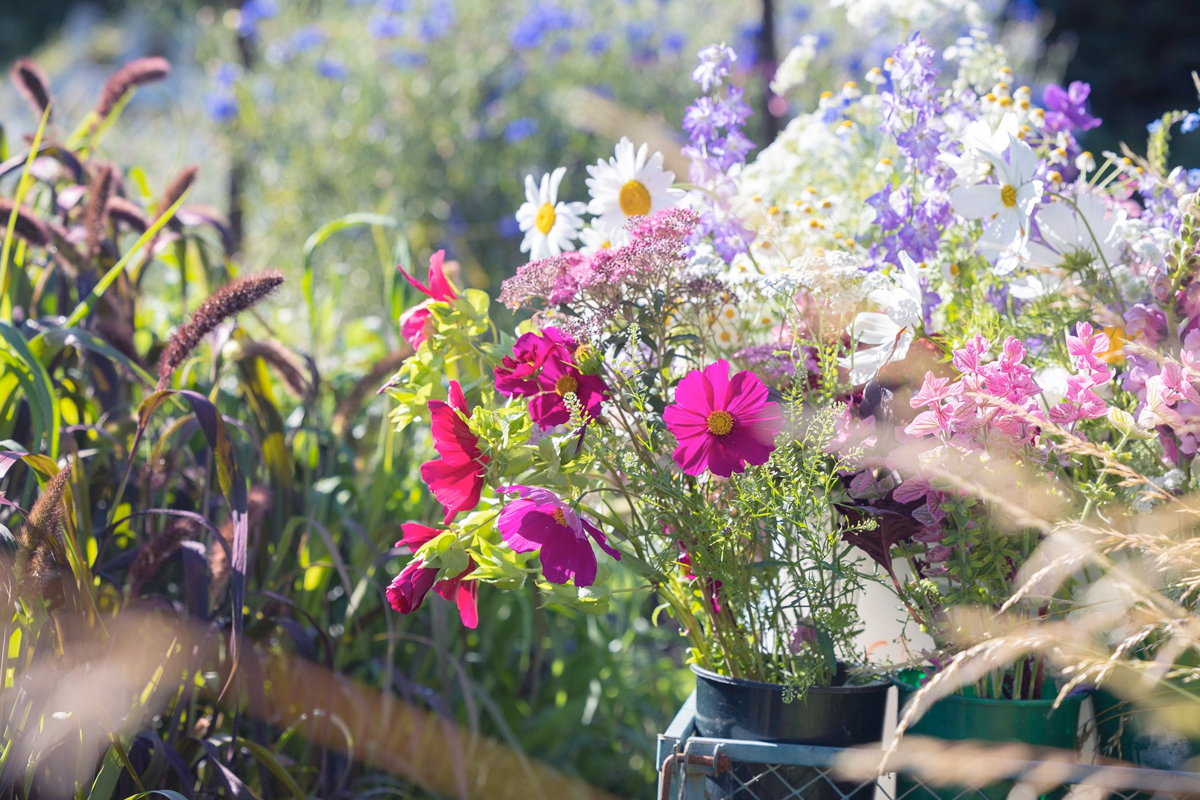 Snijbloemen in de tuin
