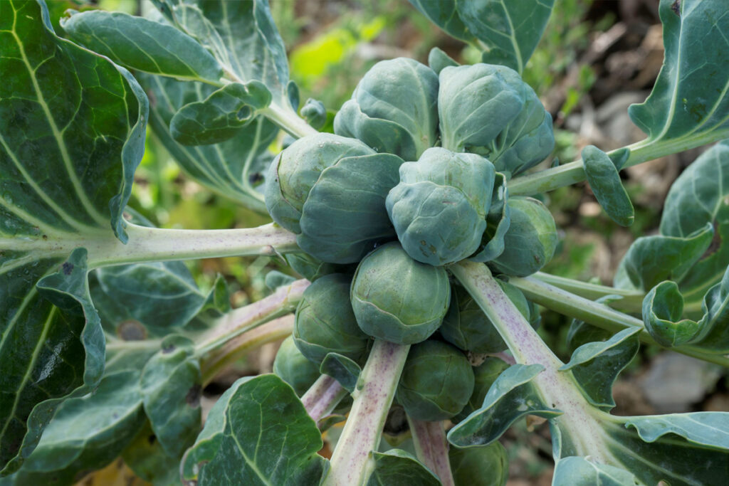 Spruiten planten in augustus