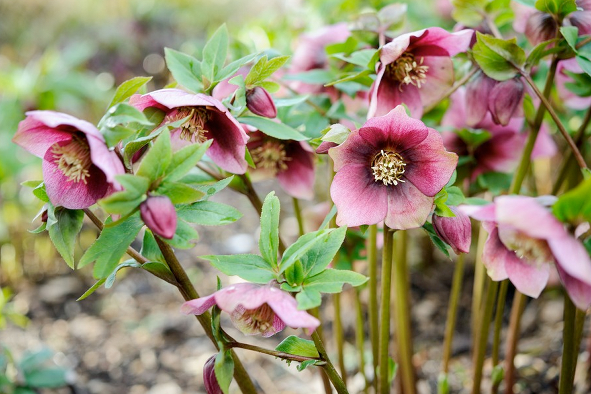 Top 10 mooiste bloemen