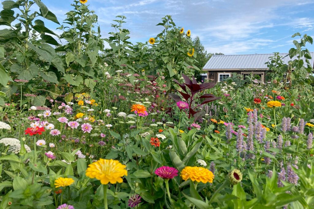 Top 10 mooiste bloemen