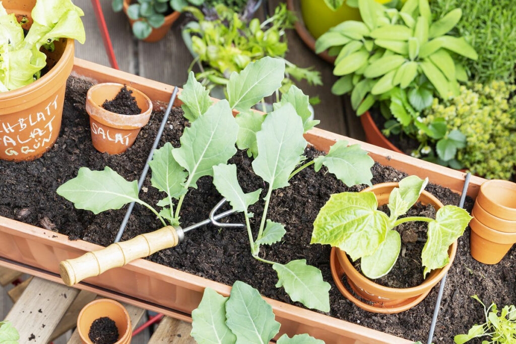 Wanneer moestuin beginnen