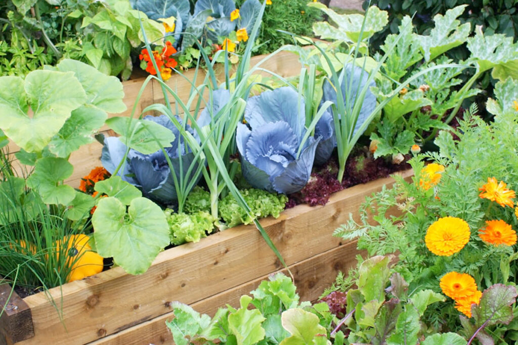 Wanneer moestuin beginnen