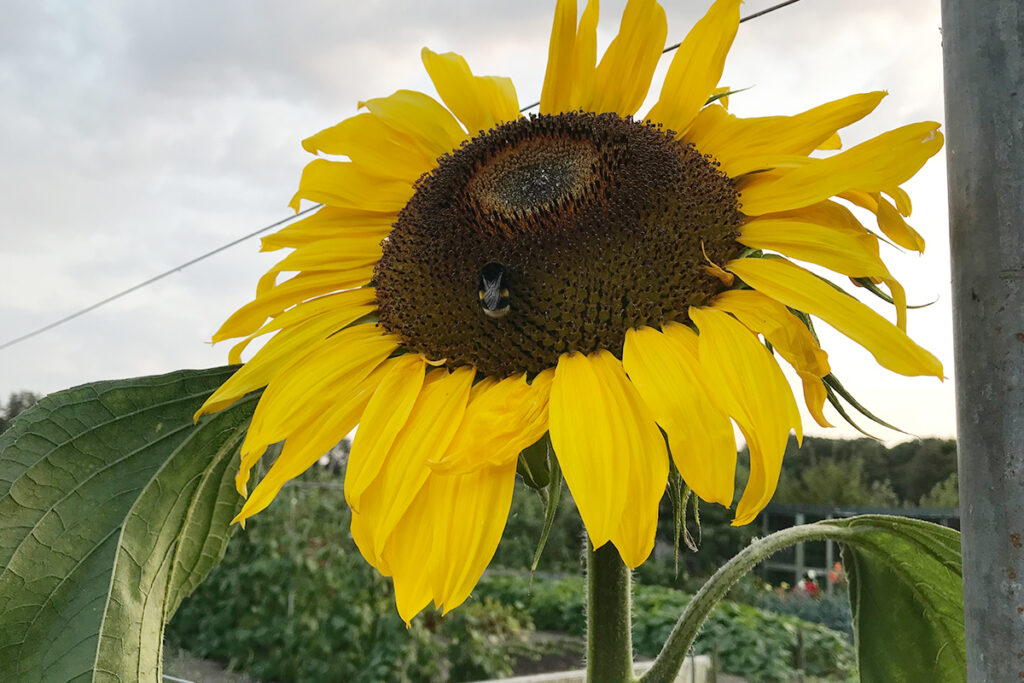 Wanneer zonnebloem zaaien