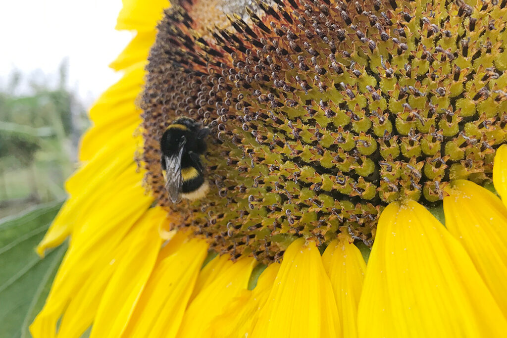 Wanneer zonnebloem zaaien