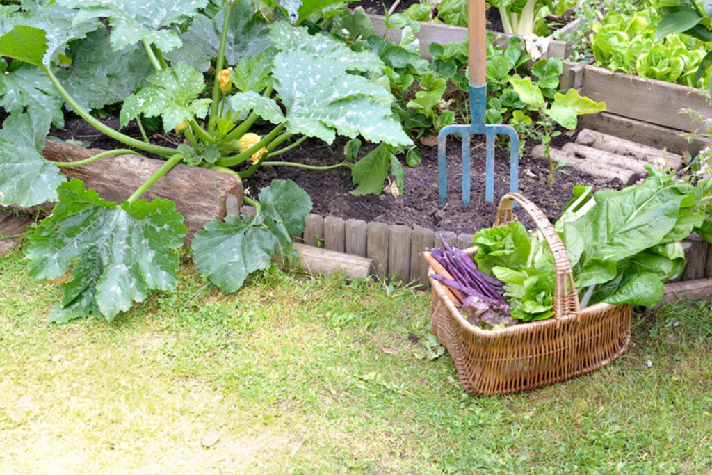 Wat kun je nog zaaien in augustus