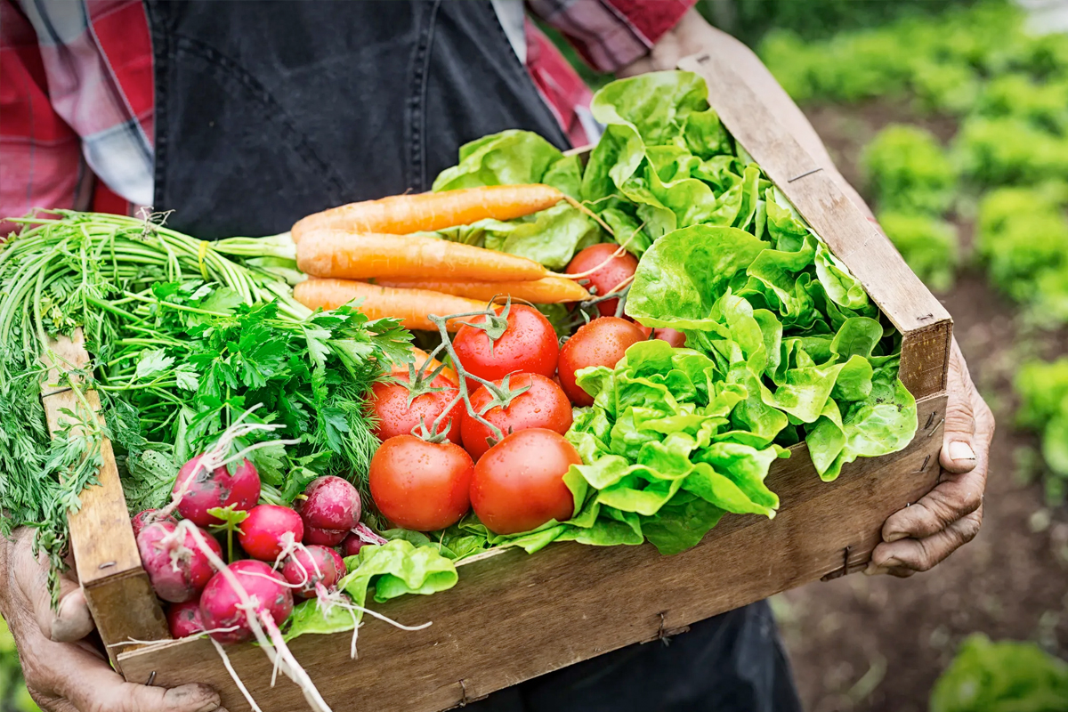 Wat kun je nog zaaien in augustus