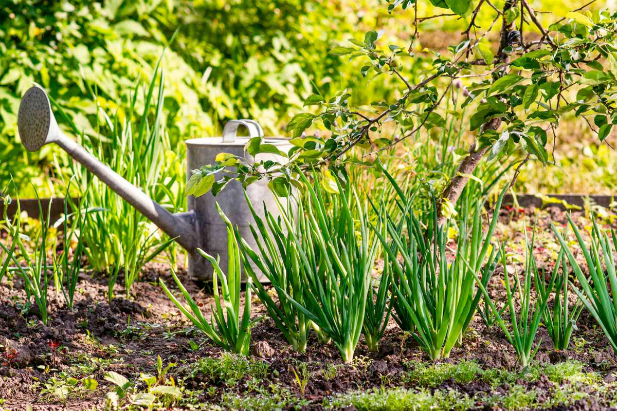 Wat te doen in de moestuin in oktober
