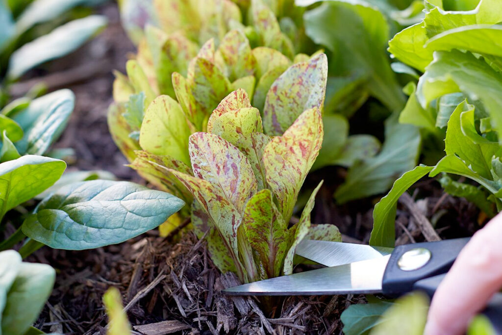 Wat te doen in de moestuin in oktober
