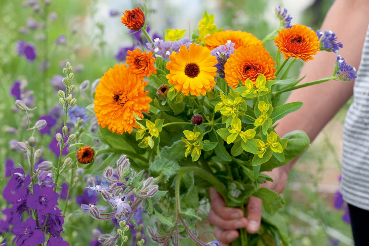 Wat zijn mooie plukbloemen