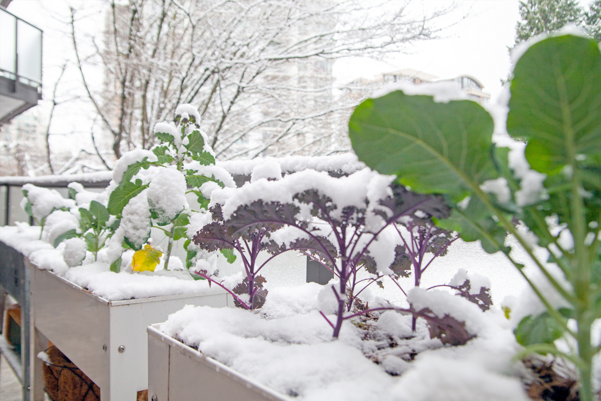 Wintergroente moestuin