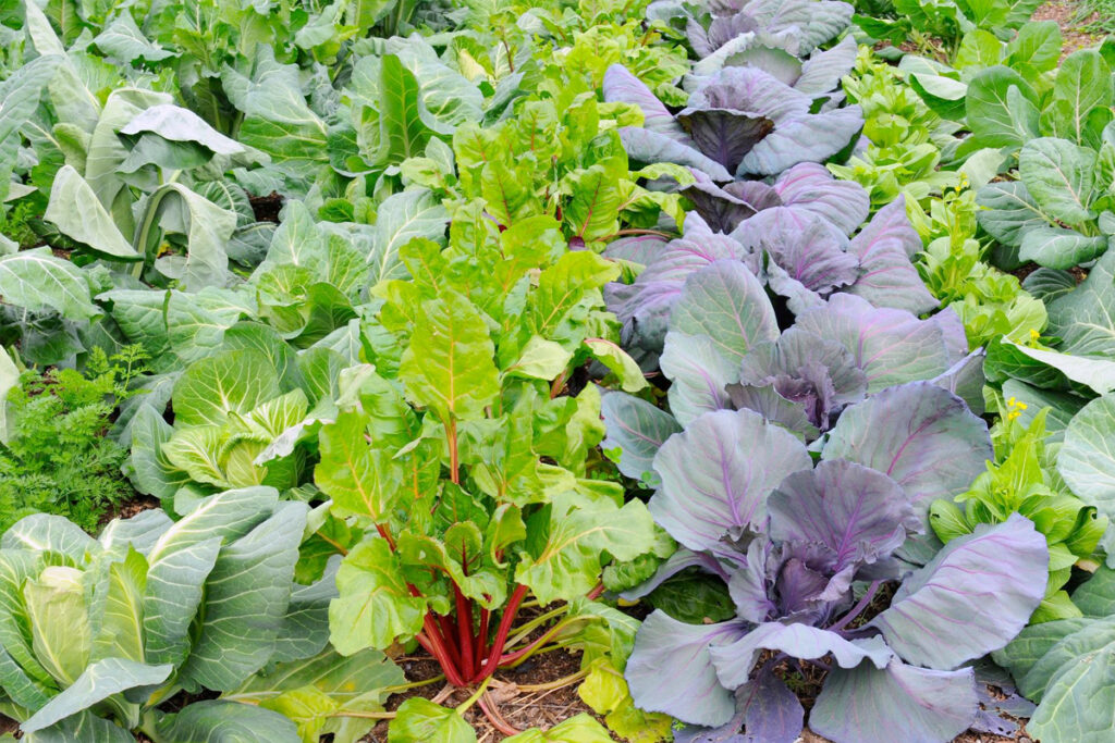 Wintergroente moestuin