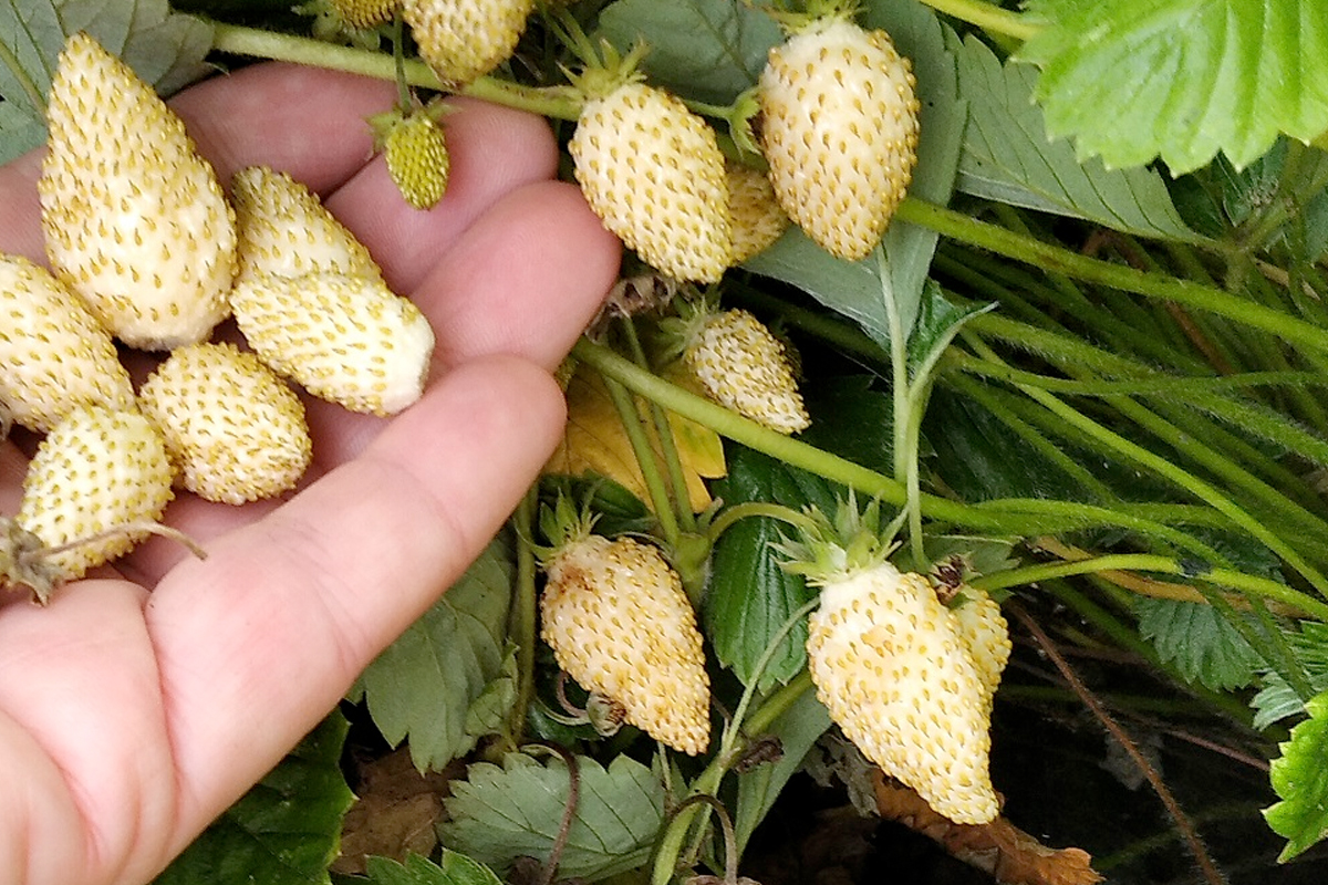 witte aardbeien planten kopen