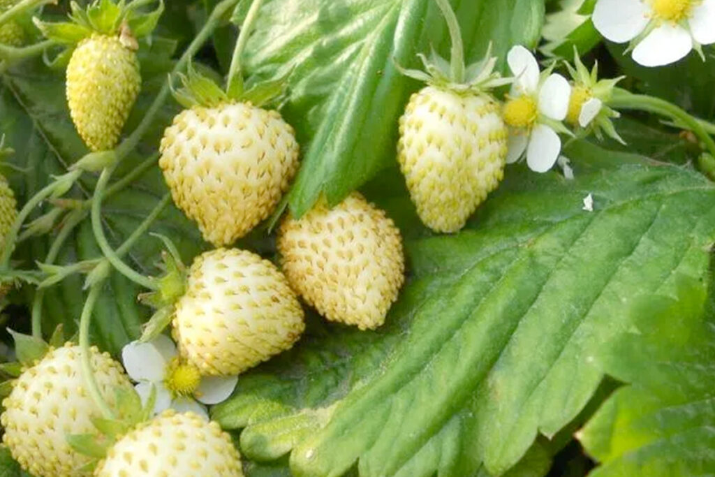 Witte aardbeiplanten kopen