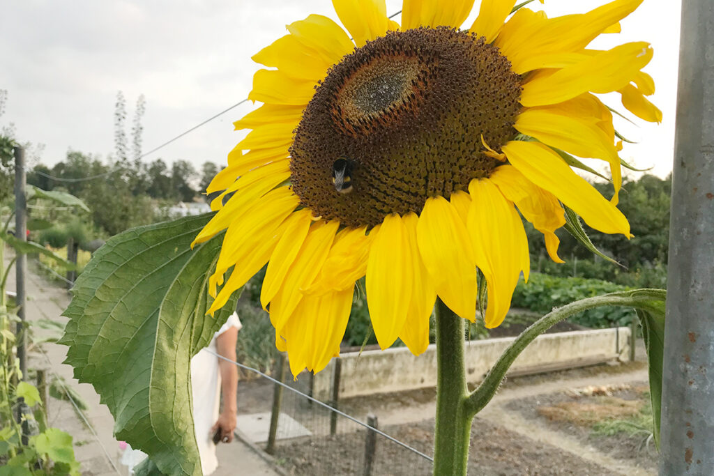 zonnebloemen zaaien in potjes