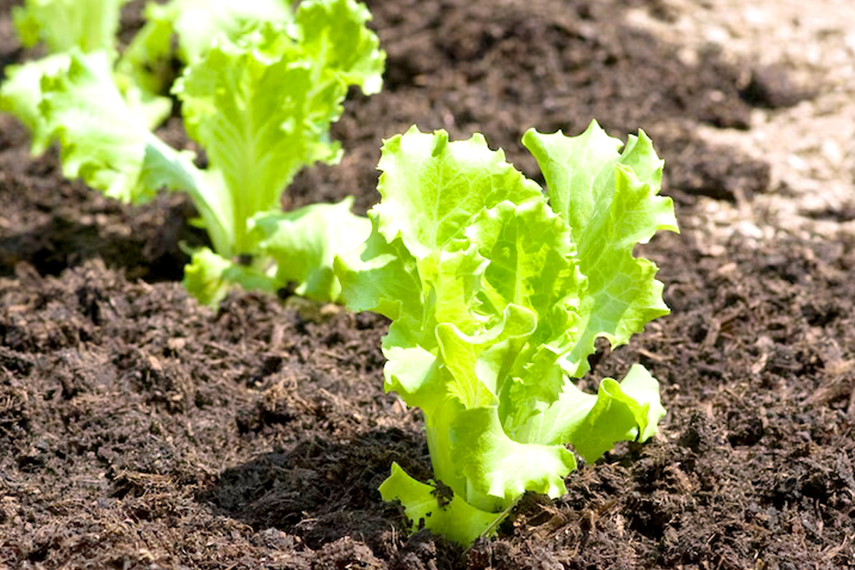 Hoe diep moet je sla zaaien