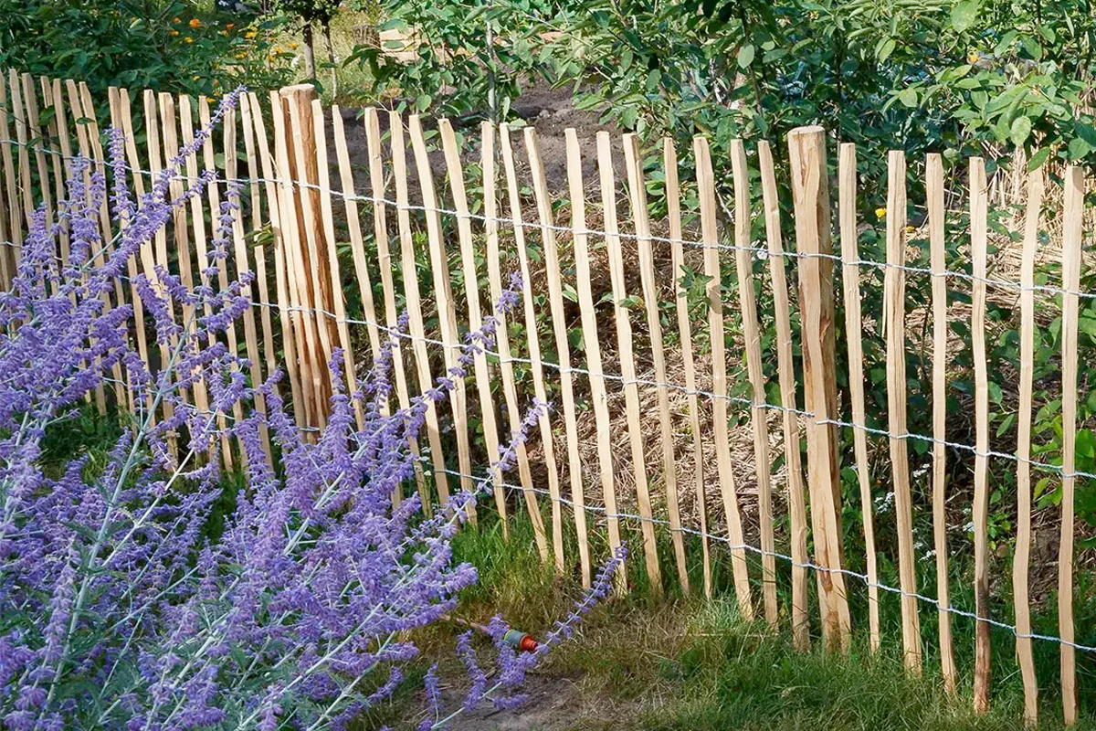 Frans hekje in de moestuin