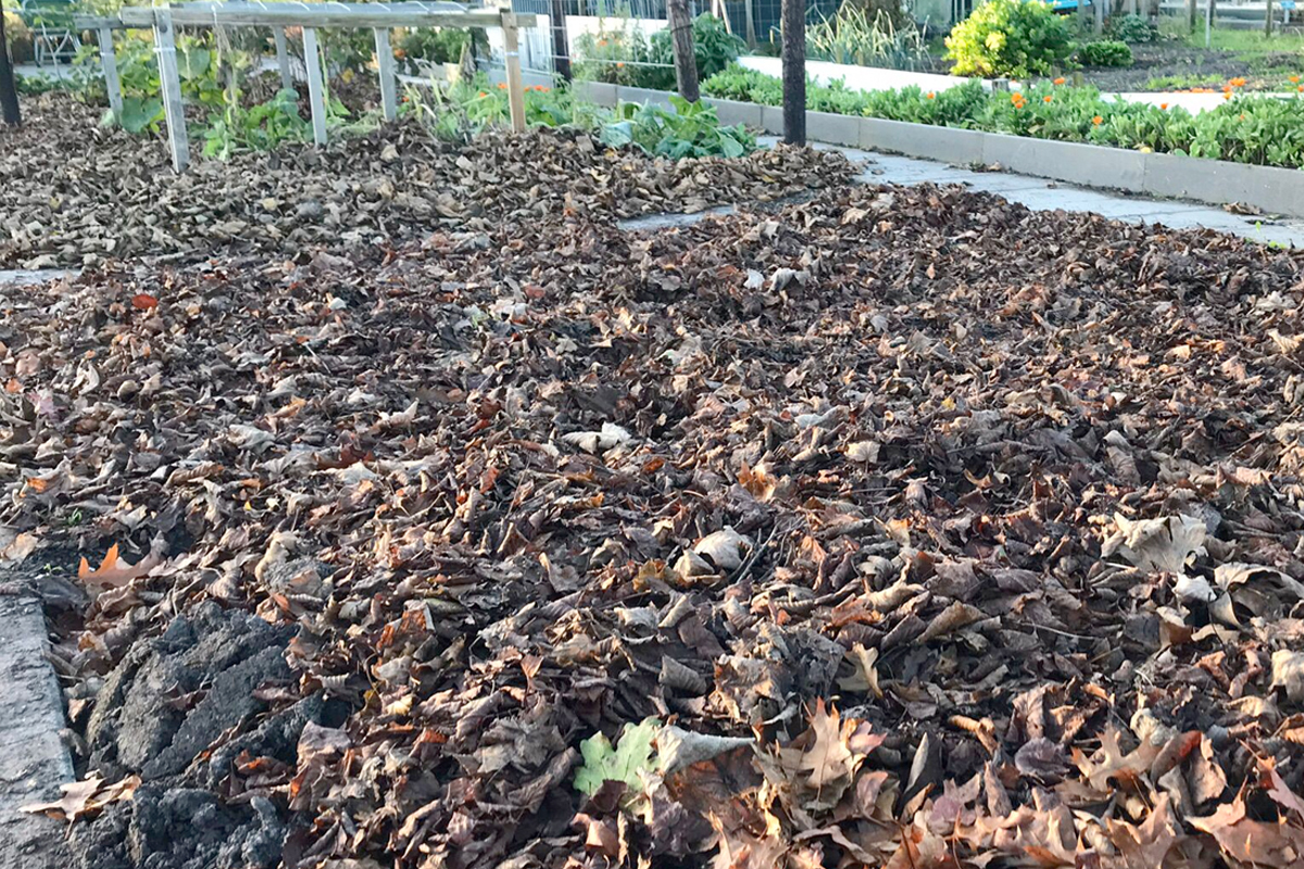 Hoe maak je goedkope mulch