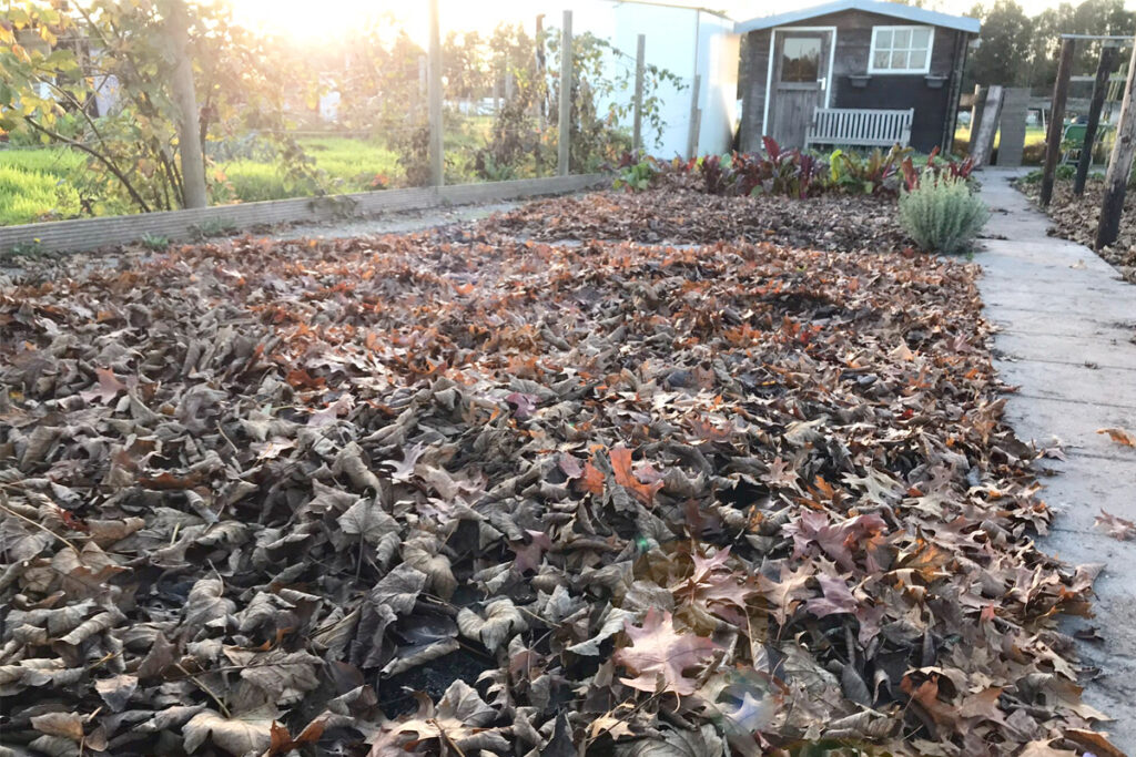 Moestuin mulchen met herfstbladeren