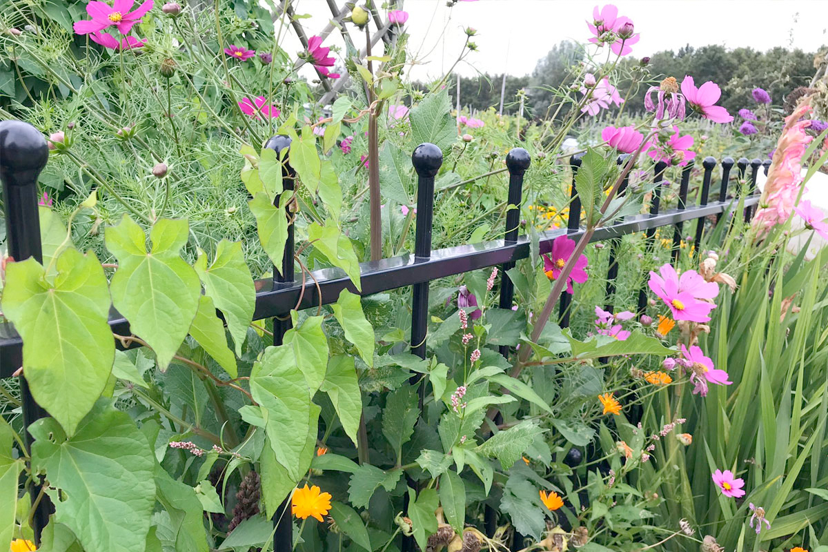 Stalen tuinhekjes als klimrek voor bloemen