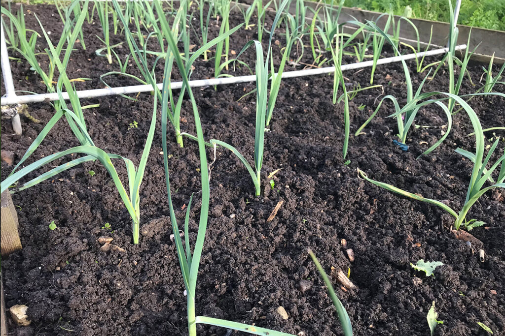 hoe kweek je knoflook