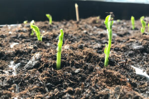 Hoe lang duurt het voordat erwten kiemen