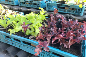 Hoe sla zaaien in potjes