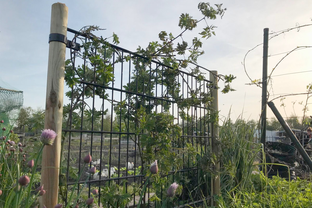 Klimrek voor je moestuin
