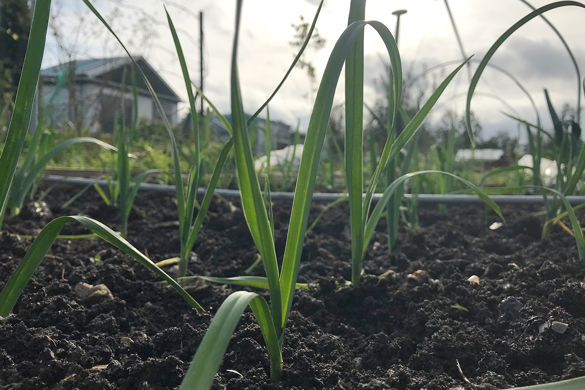Kun je uitgelopen knoflook planten