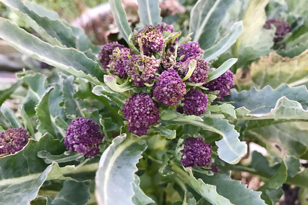 Paarse broccoli kweken