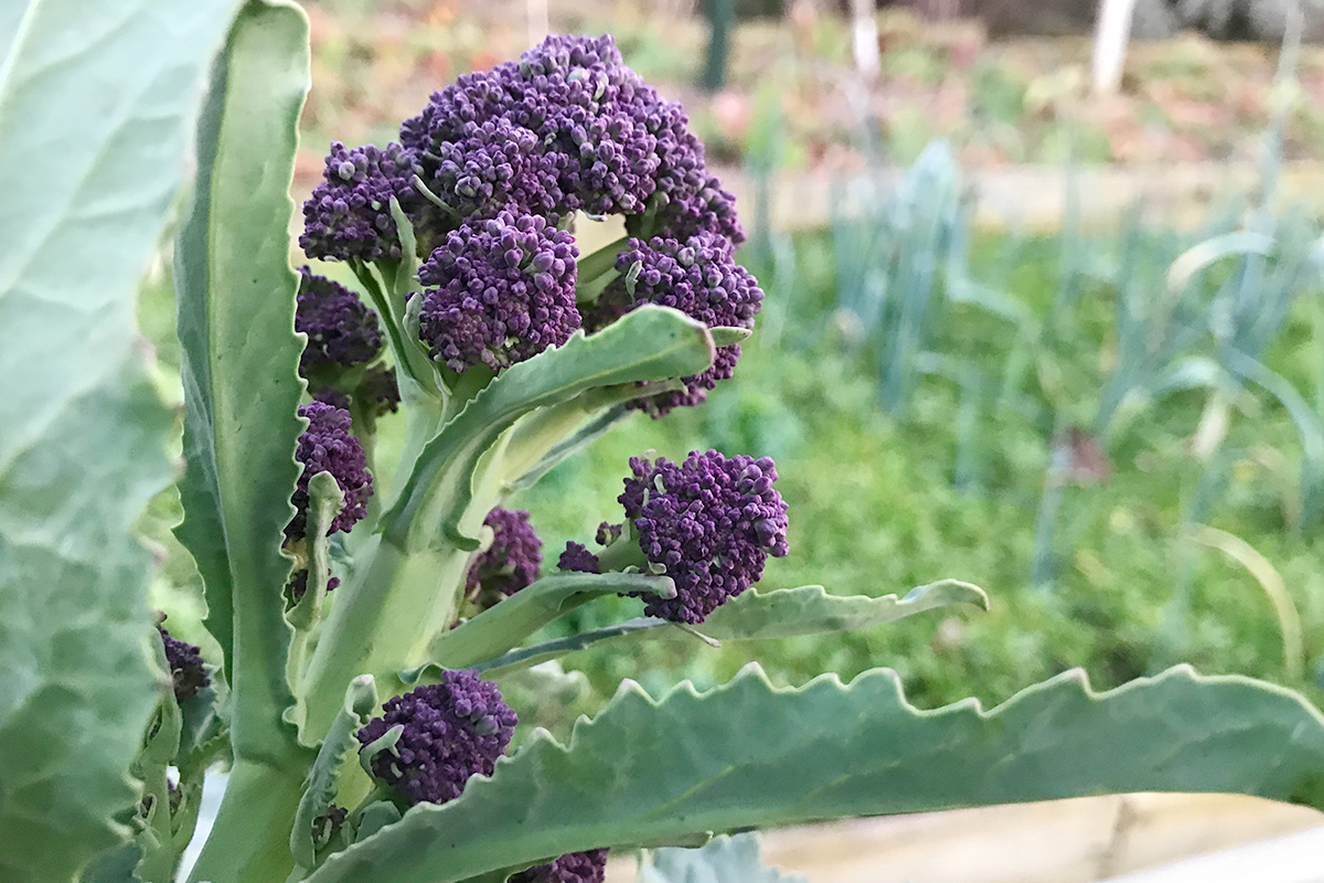 Paarse broccoli kweken